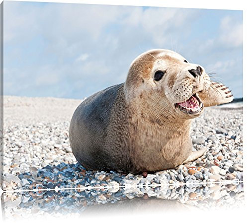 Pixxprint Süße Robbe auf Steinstrand, Größe: 60x40cm, Leinwandbild, fertig gespannt, Wandbild, Dekoration, Kunstdruck, kein Poster