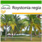 SAFLAX - Palmier royal de Cuba - 8 graines - Avec substrat - Roystonia regia