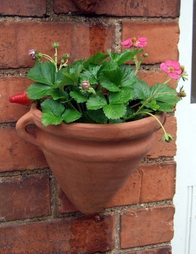 Weston Mill Pottery Terracotta Amphora Wallpot