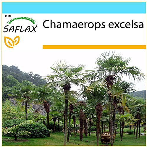 SAFLAX - Geschenk Set - Hanfpalme - 10 Samen - Mit Geschenk- / Versandbox, Versandaufkleber, Geschenkkarte und Anzuchtsubstrat - Chamaerops excelsa