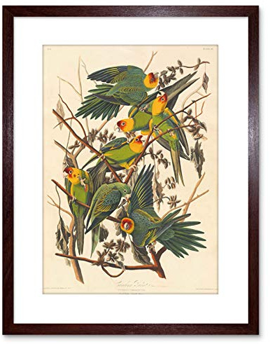 The Art Stop PAINTING BIRD AUDUBON CAROLINA PARROT FRAMED PRINT F97X3579