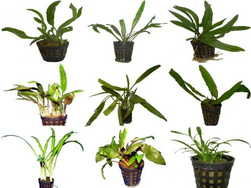 15 Töpfe Cryptocorynen, 7 Verschiedene Sorten, Aquariumpflanzen, Wasserpflanzen