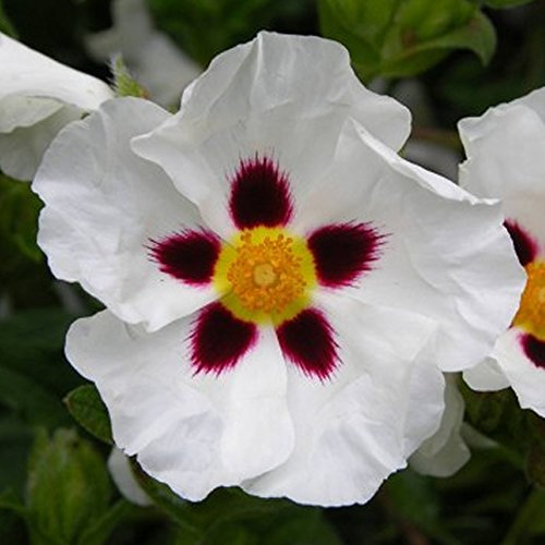 1 X CISTUS ALBIDUS 'Snow FIRE' White Rockrose Evergreen Hardy Shrub Plant in Pot