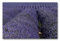 Premium Textil-Leinwand 90 x 60 cm Quer-Format Die Farbe des Lavendels, Leinwanddruck von Ralf-Udo Thiele