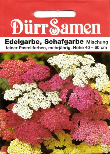 Edelgarbe, Schafgarbe Mischung von Dürr-Samen