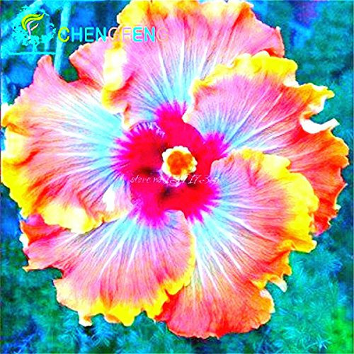 100 Riesen-Hibiskus-Blumensamen Indoor-Mix Farbe Seed DIY Hausgarten Topf oder Hof Blumenpflanze Staude Topf
