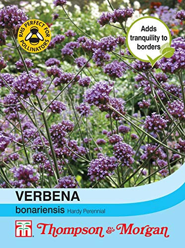 Thompson & Morgan National Trust Range - Flower - Verbena bonariensis - 200 Seed