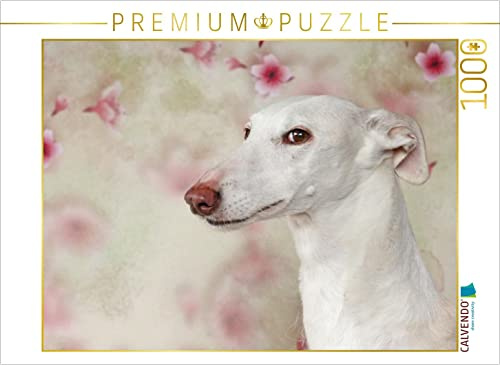 CALVENDO Puzzle Weiße Galga | 1000 Teile Lege-Größe 64 x 48 cm Foto-Puzzle für glückliche Stunden