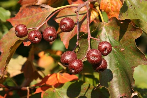Elsbeere -Sorbus torminalis- 10 Samen *RAR* Baum des Jahres 2011 ''Essbar''