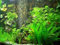 100 Aquarienpflanzen, 5 Gras, 5 Mooskugeln, Dünger