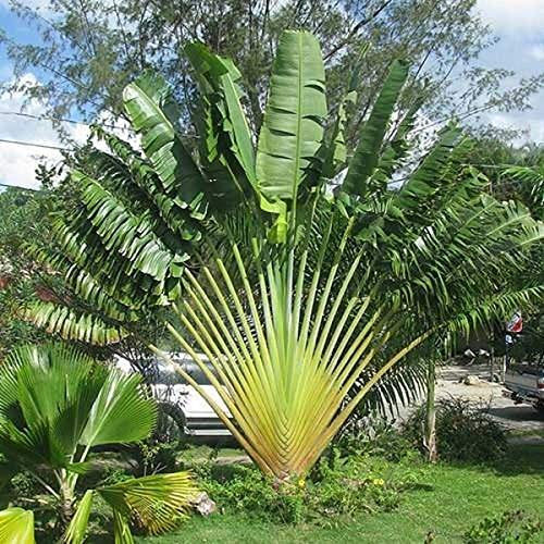 Ravenala Madagascariensis Travellers Palm Tree Very Rare Seed 20 Seeds