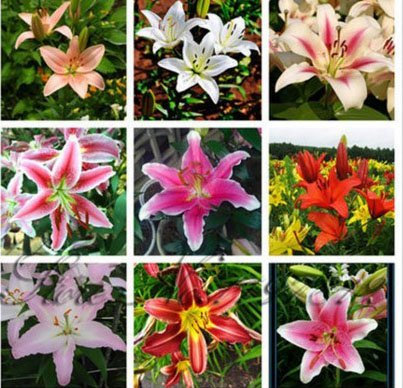 100 Stück/Beutel 24 Farben Lilien-Samen, billige Parfüm-Lilien-Samen, seltene Farbe, Blume, Gartenpflanze, verschiedene Sorten