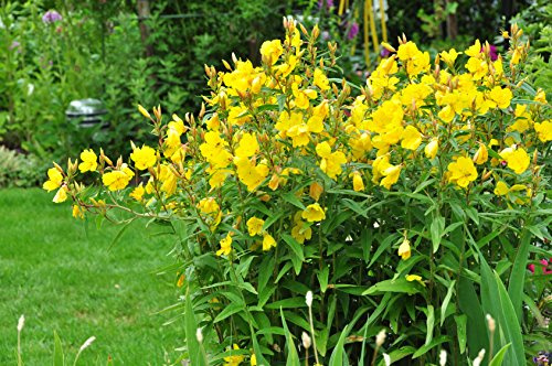 Nachtkerze Oenothera biennis 2000 Samen