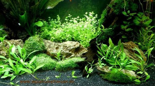 Aquarium Set für 300 l, Pflanzen, Kies, Deko (XII)