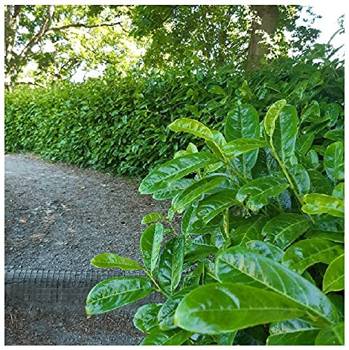10 Cherry Laurel 3-4ft Tall Plants, Multi-stemmed, Prunus Rotundifolia, Bushy Evergreen Hedging in 3L Pots 3fatpigs®