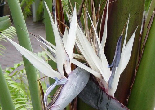 Seedeo Paradiesvogelblume (Strelitzia nicolai) 10 Samen
