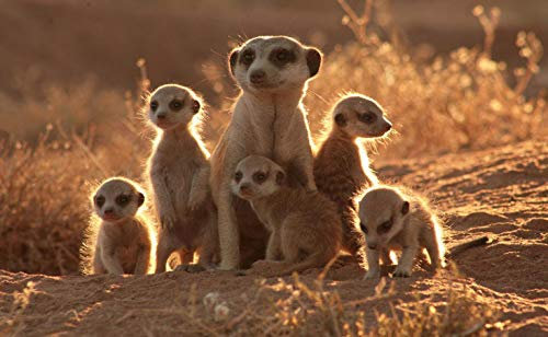 LTpintu Erwachsene Puzzle 1000 Teile Jigsaw Puzzle Kinder Holz Spielzeug Art Spiels Geschenk - Erdmännchen in der Wüste