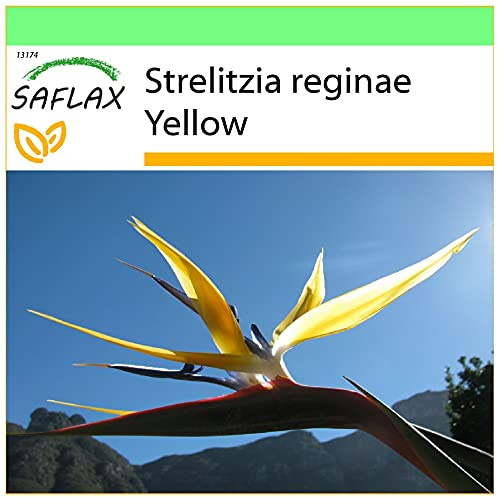 SAFLAX - Gelbe Strelitzie - Mandelas Gold - 4 Samen - Strelitzia reginae Yellow