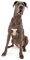 Hunde Aufkleber Sticker Motiv Deutsche Dogge Tiere