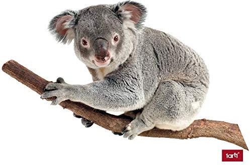 1art1 Koalas Ich Hänge Hier Nur Rum, Koala Auf Einem AST Wand-Tattoo | Deko Wandaufkleber für Wohnzimmer Kinderzimmer Küche Bad Flur | Wandsticker für Tür Wand Möbel/Schrank 100x60 cm