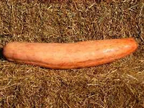 Heritage Heirloom Lot de 10 graines de courge d'hiver bio Jumbo Pink Banana Potiron Citrouille Orange Skin Orange Chair