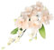 Cake Company Zuckerblumenboquet Orchidee pfirsich 1er Pack (1 x 55 g) | Tortendekoration zur Hochzeit und Geburtstagen
