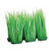 Underwater Treasures 53281 Fore Grounder Green Hair Grass (6 Pod)