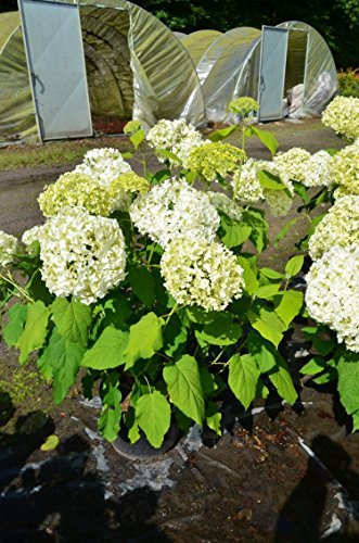 Ballhortensie Hydrangea arborescens Annabelle 80-100 cm im 10 Liter Pflanzcontainer