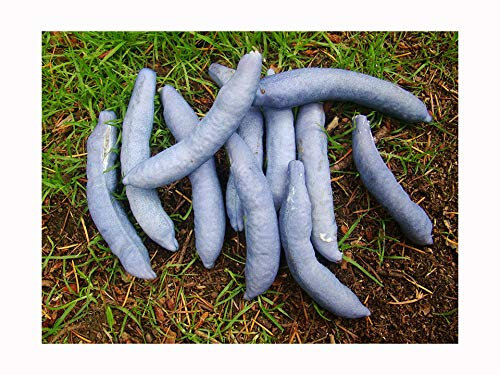 Hardy Garden Shrub Blue Sausage Plant Decaisnea fargesii, 5-10cm Tall Starter Plant in a 7/8cm Pot, DECIDUOUS Shrub with Metallic Blue Fruits and Large Leaves