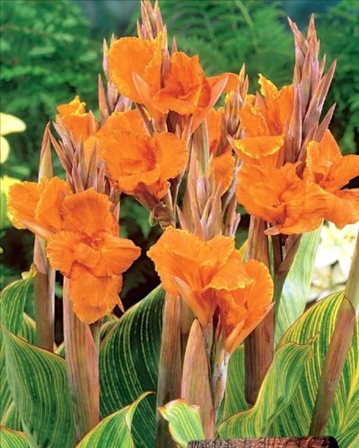 Bulb/Tuber Canna Lily 'Pretoria' (Bengal Tiger) Canna W.C.Prins Summer Flowering
