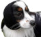 Happy Hoodie – Das Original Beruhigungsband für Hunde & Katzen – zur Angstlinderung – Geräuschunterdrückung bei Feuerwerk, Gewitter, Haustierpflege & Krafttrocknung – Beruhigungshilfe für Hunde seit