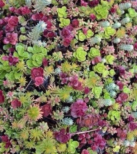 Sedum mezcla 100 semillas