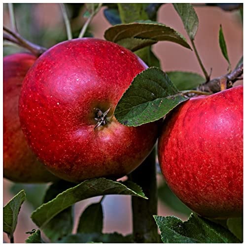 Katy Apple Tree 4-5ft, 6L Pot, Ready to Fruit. Sweet,Juicy Strawberry Taste 3fatpigs®