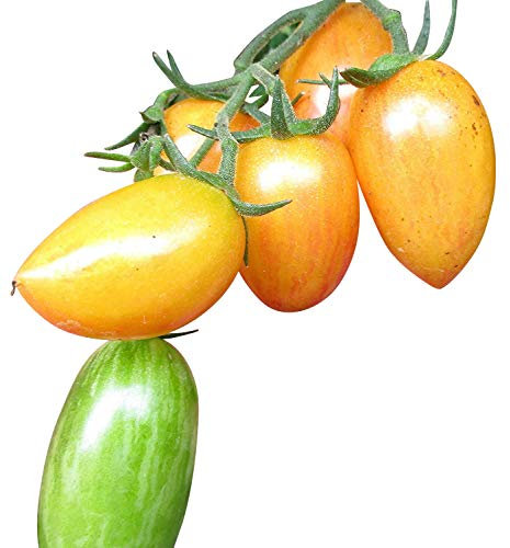 Artisan Blush Tiger Tomate 10 Samen