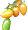 Artisan Blush Tiger Tomate 10 Samen