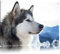 Pixxprint Süßer Husky im Schnee, Größe: 60x40cm, Leinwandbild, fertig gespannt, Wandbild, Dekoration, Kunstdruck, kein Poster