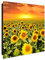 banjado® Großer Schlüsselkasten Glas/Schlüsselbox 30cm x 30cm mit 50 Haken - Motiv Sonnenblumenmeer/Schlüsselkasten modern für Schlüsselaufbewahrung mit beschreibbarer, magnetischer Glastür