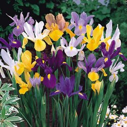 Mixed Dutch Iris Bulbs Summer Flowering Purple Lilac White Yellow 10 or 25 (Mixed Pack of 25)