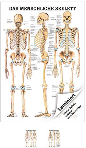 Sport-Tec Das menschliche Skelett Mini-Poster Anatomie 34x24 cm medizinische Lehrmittel