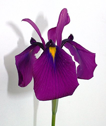 2er-Set - winterhart - Iris kaempferi ensata - Japanische Iris - Prachtiris - Sumpfschwertlilie, weiß, rosa, blau, violett - Wasserpflanzen Wolff
