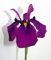 2er-Set - winterhart - Iris kaempferi ensata - Japanische Iris - Prachtiris - Sumpfschwertlilie, weiß, rosa, blau, violett - Wasserpflanzen Wolff
