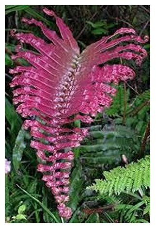 Blechnum sp. Pink Panama - Fougère rose - 50 graines