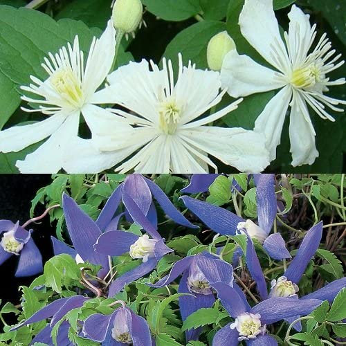 2 x Clematis Kletterpflanzen: Clematis Summer Snow & Clematis Alpina - Weiß und Violett, Mehrjährig & Winterhart | 2 x 1,5 Liter Töpfe