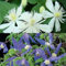 2 x Clematis Kletterpflanzen: Clematis Summer Snow & Clematis Alpina - Weiß und Violett, Mehrjährig & Winterhart | 2 x 1,5 Liter Töpfe