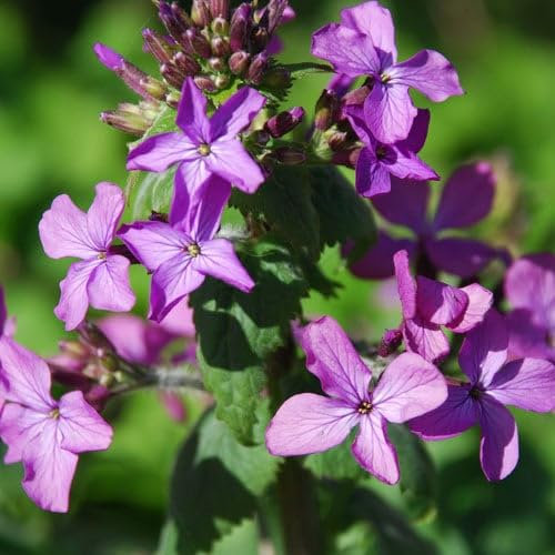 Plant World Seeds - Lunaria Annua Seeds (Annual/Perennial Flower Seeds)