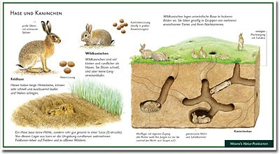 Hase und Kaninchen - Wildkaninchen - Feldhase - Wawra Naturpostkarte Nr. 6 zum Entdecken, Beobachten, Bestimmen - 22 cm x 12 cm
