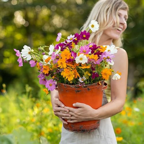 Eden Brothers Crazy for Cosmos Flower Mixed Seeds for Planting, 1/4 lb