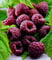 BALDUR Garten Schwarze Himbeere Glen Coe 1 Pflanze, Rubus idaeus Himbeerpflanze, winterhart, mehrjährig, blühend, Rubus idaeus, Obstgehölz, süße essbare Früchte, Obst-Rarität