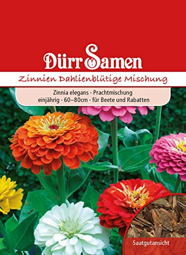 Zinnie Samen Dahlienblütige Mischung Zinniensamen Bienenfreundlich Schnittblume Rabatten ca 70 Korn Saatgut Blumensamen Dürr Samen