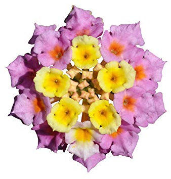 Wandelröschen (Lantana camara) 500 frische Samen